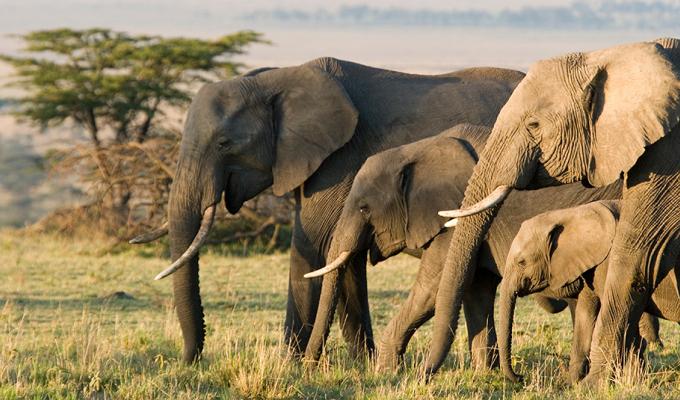 group of elephants walking on the African savannah