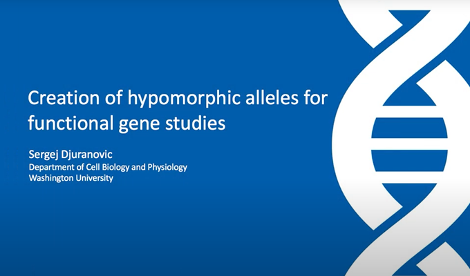 Creation of Hypomorphic Alleles for Functional Gene Studies