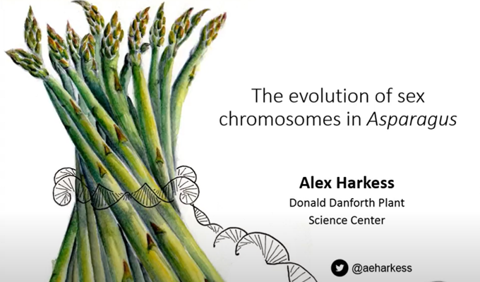 Testing a "Two Gene" Model for Sex Chromosome Evolution in Asparagus