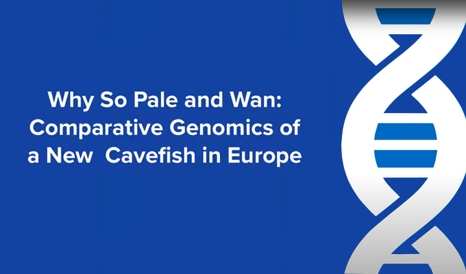 Why So Pale and Wan: Comparative Genomics of a New Cavefish in Europe