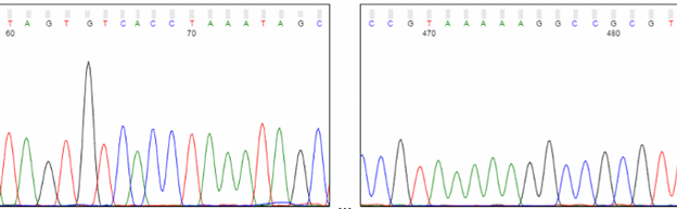 Middle of Sanger sequencing chromatogram