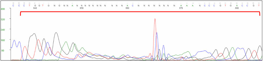 Artifacts in Sanger sequencing chromatogram from rolling circle amplification