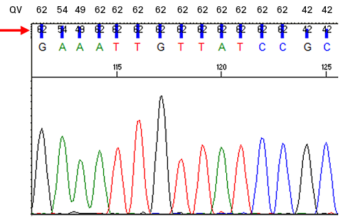 Closeup of Sanger sequencing chromatogram showing quality values