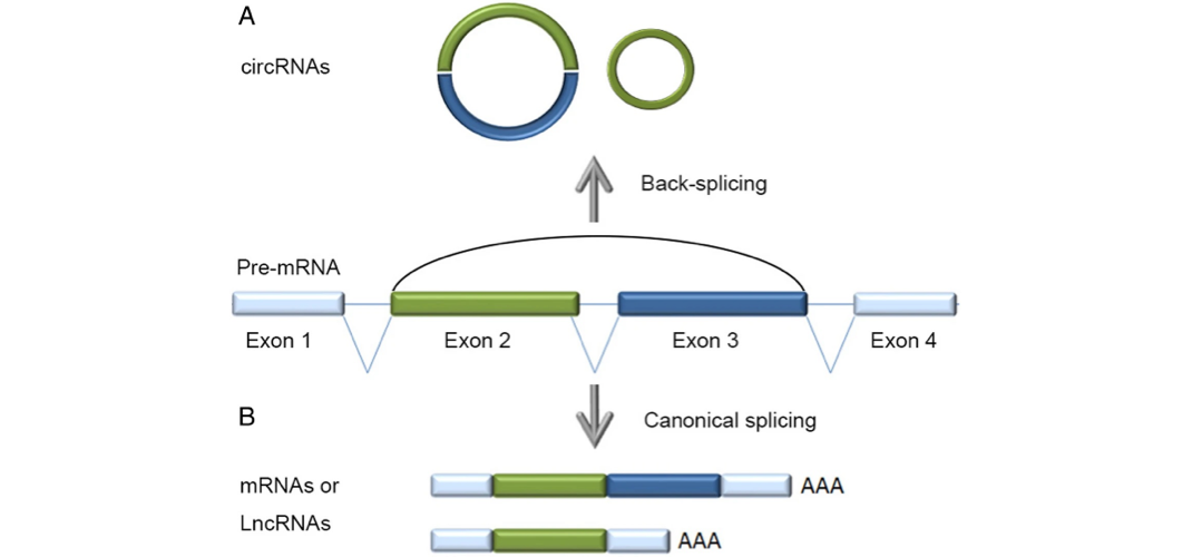 Formation of circular RNA via back-splicing of exons