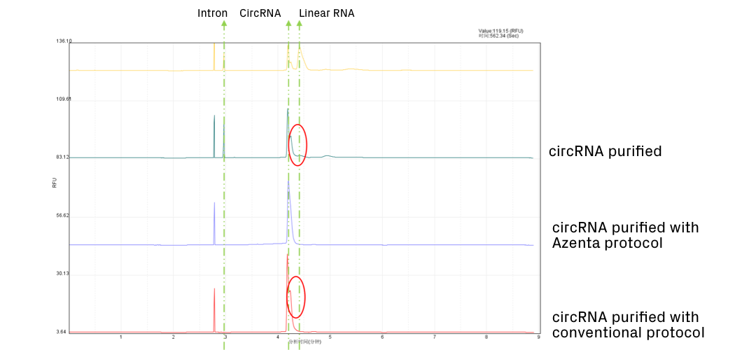 circRNA assessed via the 2100 Bioanalyzer