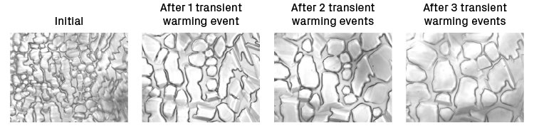 Microscopic images of ice recrystallization during transient warming