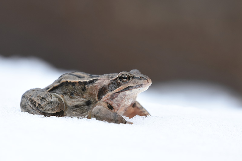 Moor frog on snow