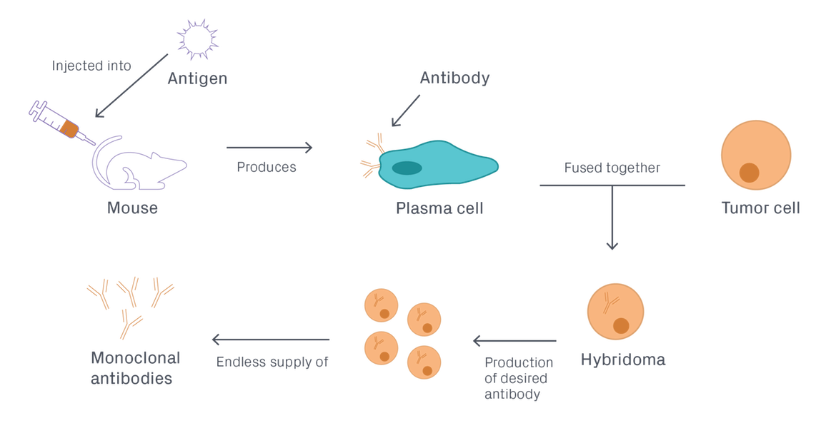 Hybridoma antibody production. 