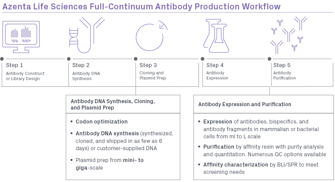 Recombinant antibody production