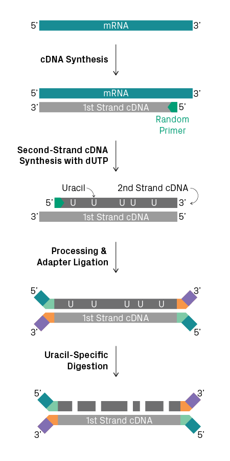 Strand-specific RNA library preparation using dUTP