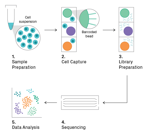 Single-cell RNA-Seq workflow