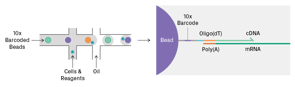 cell partitioning and library preparation on 10x Genomics Chromium