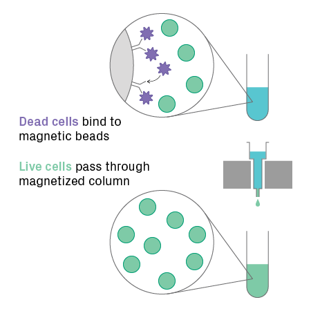 dead cell removal process