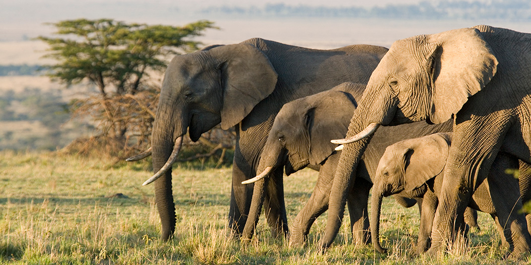 group of elephants walking on the African savannah
