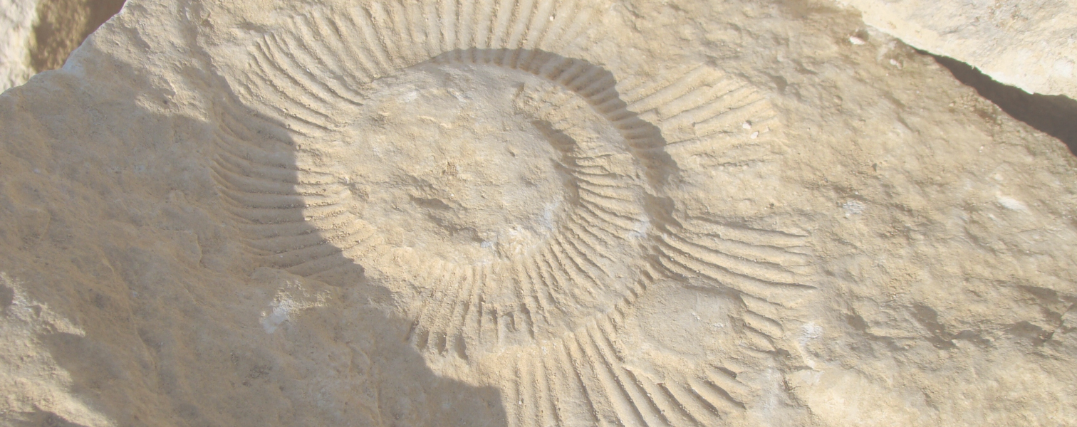 Fossil