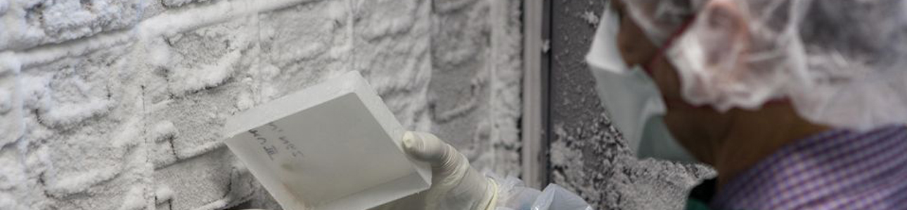 Technician inspecting cryogenic samples