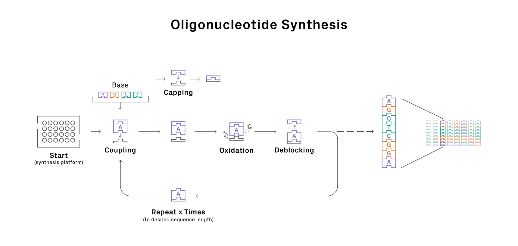 Oligonucleotide synthesis cycle